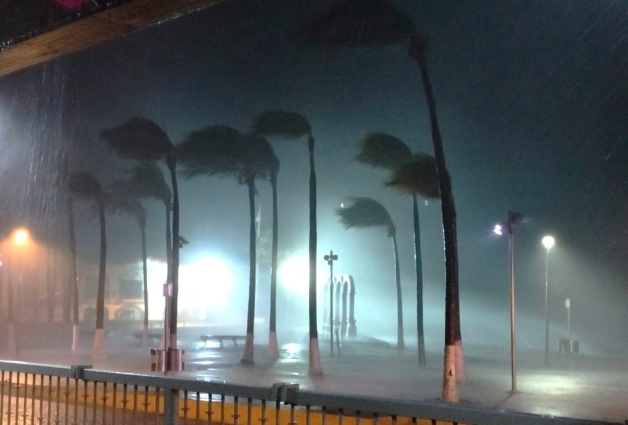 Palmeras impactadas por un huracán tras el cambio climático