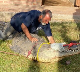 “No hay sobrepoblación de cocodrilos en Bahía de Banderas”, asegura experto