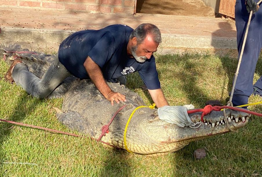 “No hay sobrepoblación de cocodrilos en Bahía de Banderas”, asegura experto