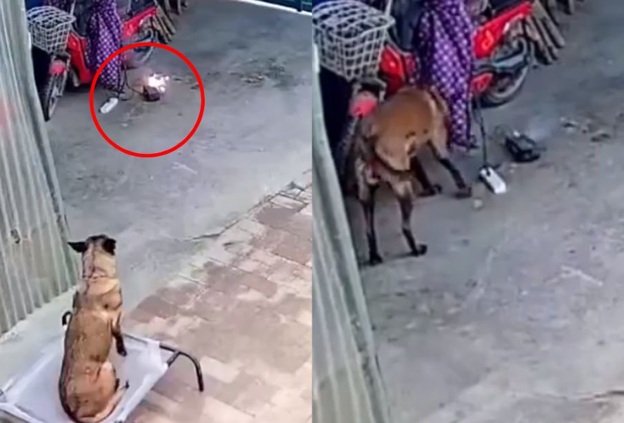 (VIDEO) Perrito evita incendio en su hogar; aseguran que es un "héroe"