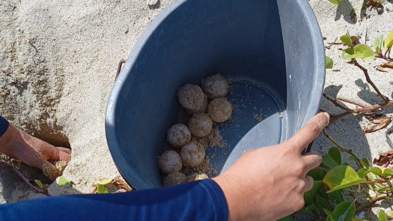 82 huevos de tortuga son reubicados en Nuevo Vallarta