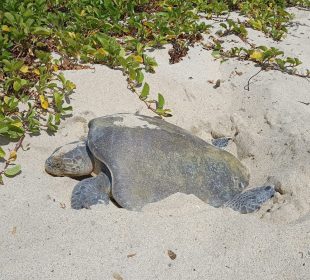 82 huevos de tortuga son reubicados en Nuevo Vallarta