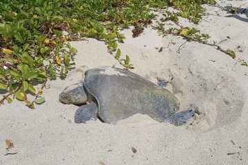 82 huevos de tortuga son reubicados en Nuevo Vallarta