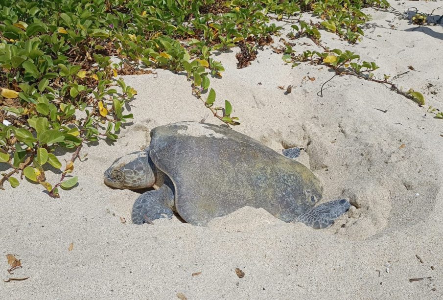 82 huevos de tortuga son reubicados en Nuevo Vallarta