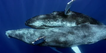 Ballenas jorobadas macho copulando