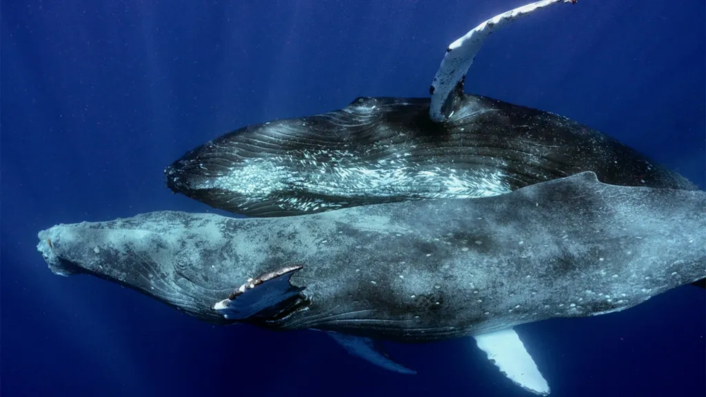 Ballenas jorobadas macho copulando