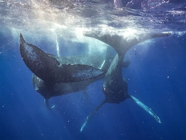 Ballenas machos copulando