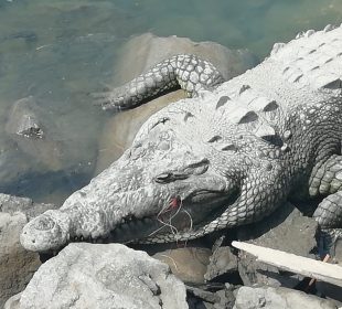 Cocodrilos y Puerto Vallarta