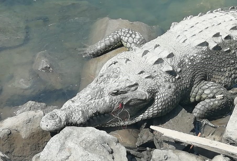 Cocodrilos y Puerto Vallarta