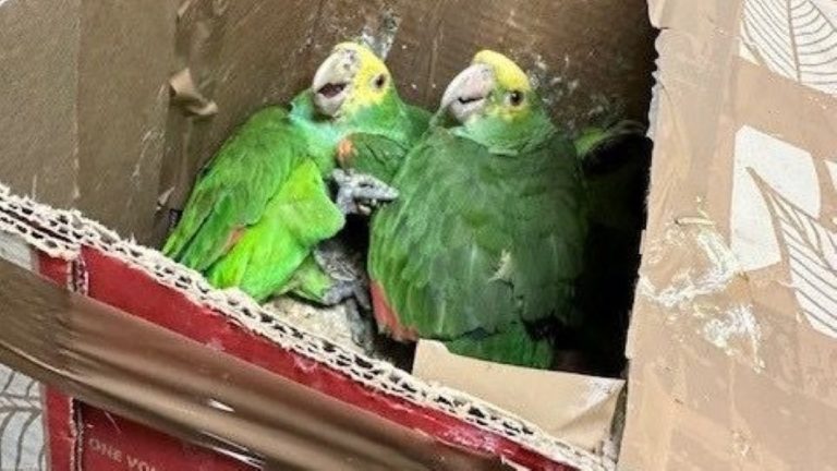 Contrabando de aves descubierto al intentar ingresar a los EU-