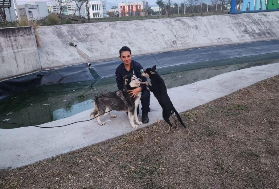 Dos perros fueron rescatados