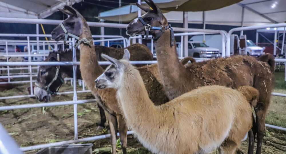 Llamas en un corral