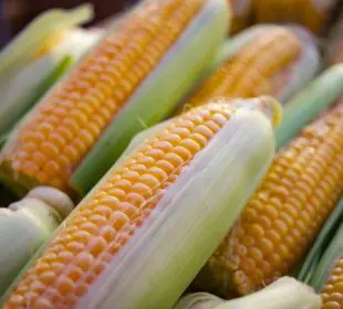 ¿Cuáles son los beneficios de comer elote?
