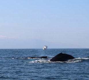 Observación de Ballenas, Jalisco y Nayarit, termina el 23 de marzo