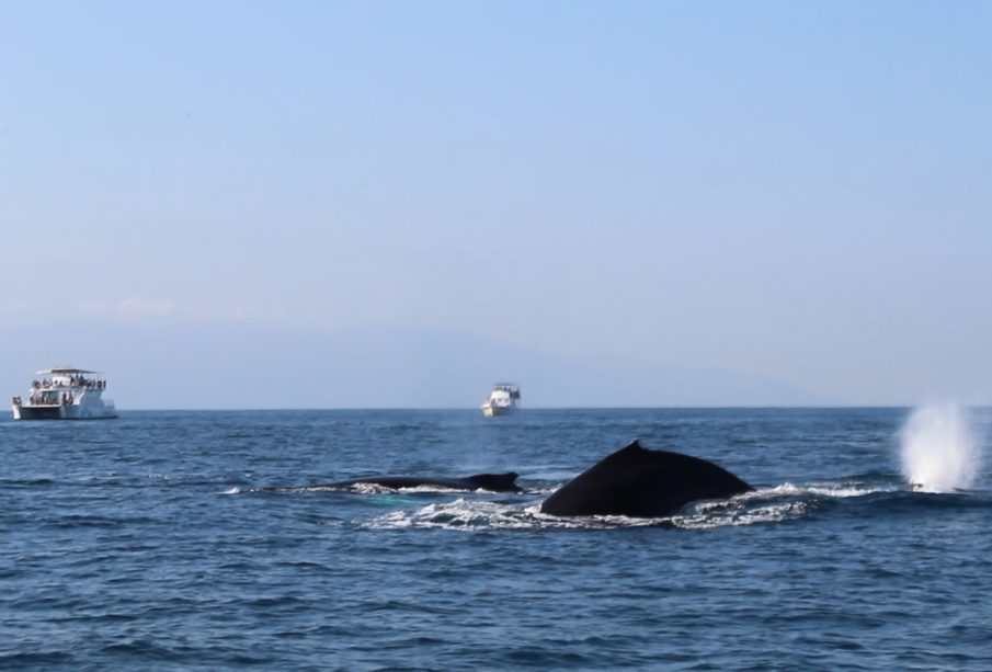 Observación de Ballenas, Jalisco y Nayarit, termina el 23 de marzo