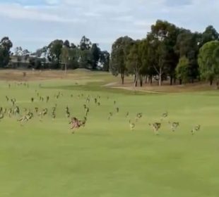 ¡Córrele! Cientos de canguros invaden un campo de golf en Australia (VIDEO)