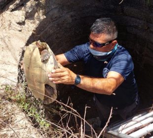 Tortuga fue rescatada, tras quedar atrapada en playa El Naranjo