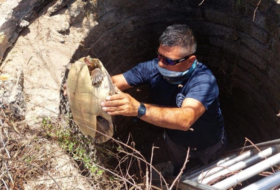 Tortuga fue rescatada, tras quedar atrapada en playa El Naranjo