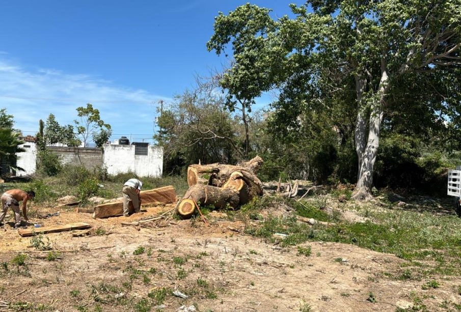 Vecinos de Villas Universidad denuncian robo de madera