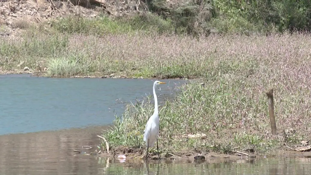 Vallartenses y badebadenses disfrutan del río Mascota durante Semana Santa