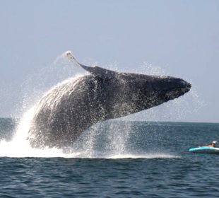 Ballena por poco aplasta a turista en Vallarta