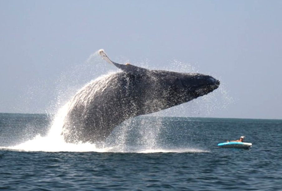 Ballena por poco aplasta a turista en Vallarta