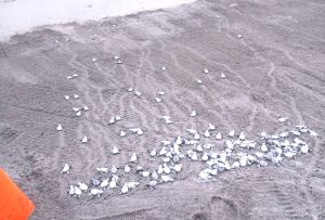 Huevos de tortuga anidados en la playa