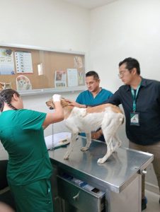 (VIDEO) Así fue el rescate de Libertad, perrita arrojada a un pozo en León, Guanajuato