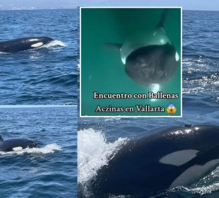 Orcas en Bucerías y Puerto Vallarta