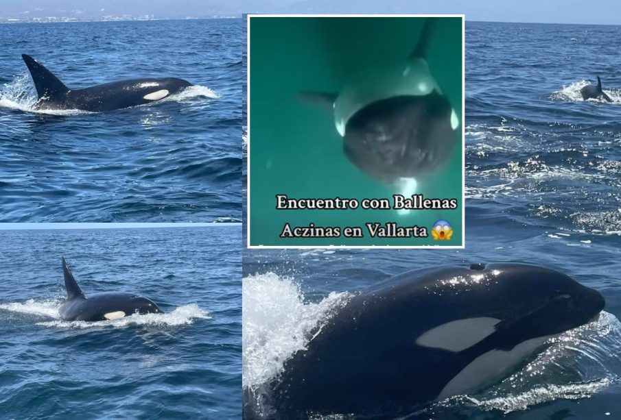 Orcas en Bucerías y Puerto Vallarta