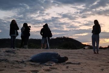 El Campamento Tortuguero de Mayto, Jalisco