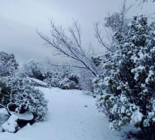 (VIDEO) Nieve "pinta de blanco" municipios de Chihuahua en plena primavera