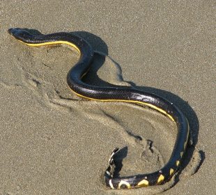 La Serpiente marina pelágica, reptil venenoso en aguas de Jalisco