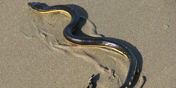 La Serpiente marina pelágica, reptil venenoso en aguas de Jalisco