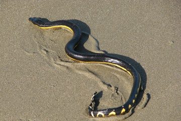 La Serpiente marina pelágica, reptil venenoso en aguas de Jalisco