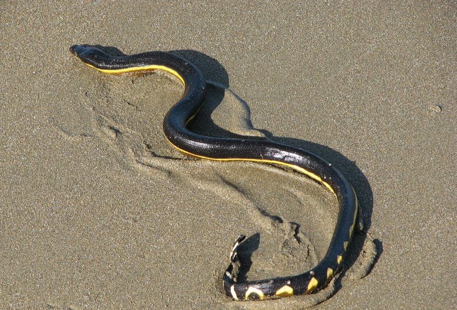 La Serpiente marina pelágica, reptil venenoso en aguas de Jalisco