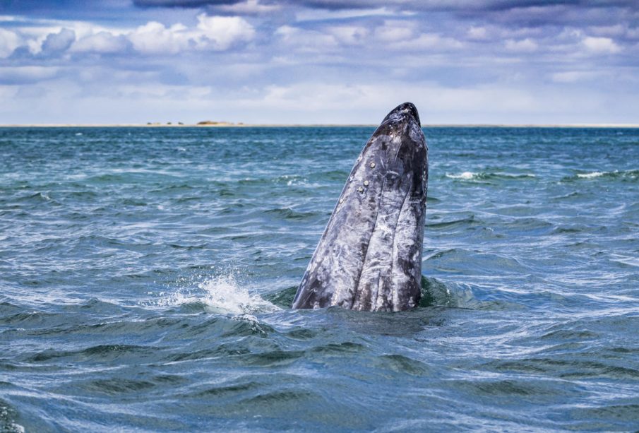 La observación de ballenas a punto concluir en BCS