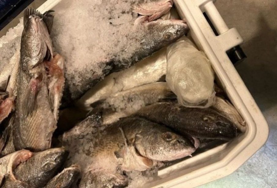Metanfetaminas ocultas en hielera con pescado, decomisadas