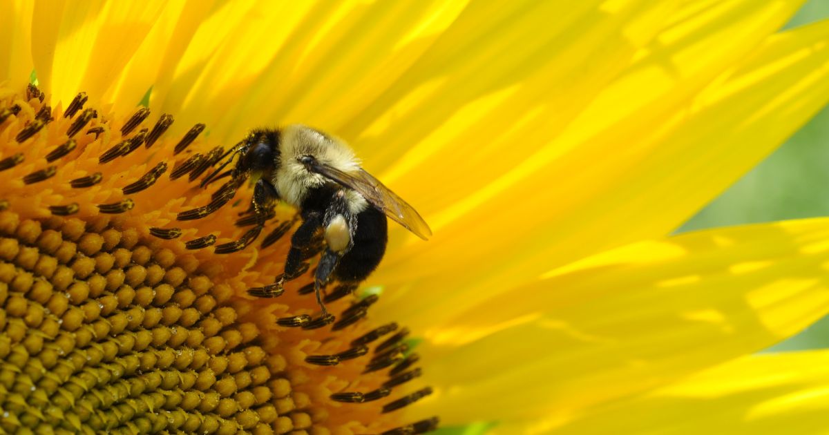 ¿Cómo afectará el Eclipse Solar a los animales y plantas?