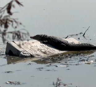 Un cocodrilo habita en el Estado de México