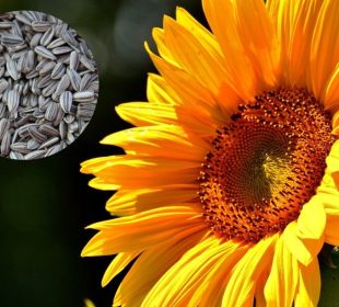 ¡Increíble! Descubre los beneficios de la semilla de girasol para tu salud