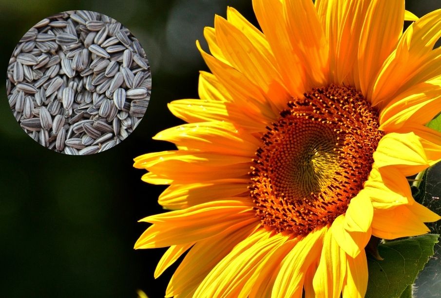 ¡Increíble! Descubre los beneficios de la semilla de girasol para tu salud