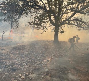 Incendio forestal