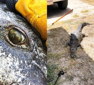 Cocodrilo es atrapado en Estero El Salado