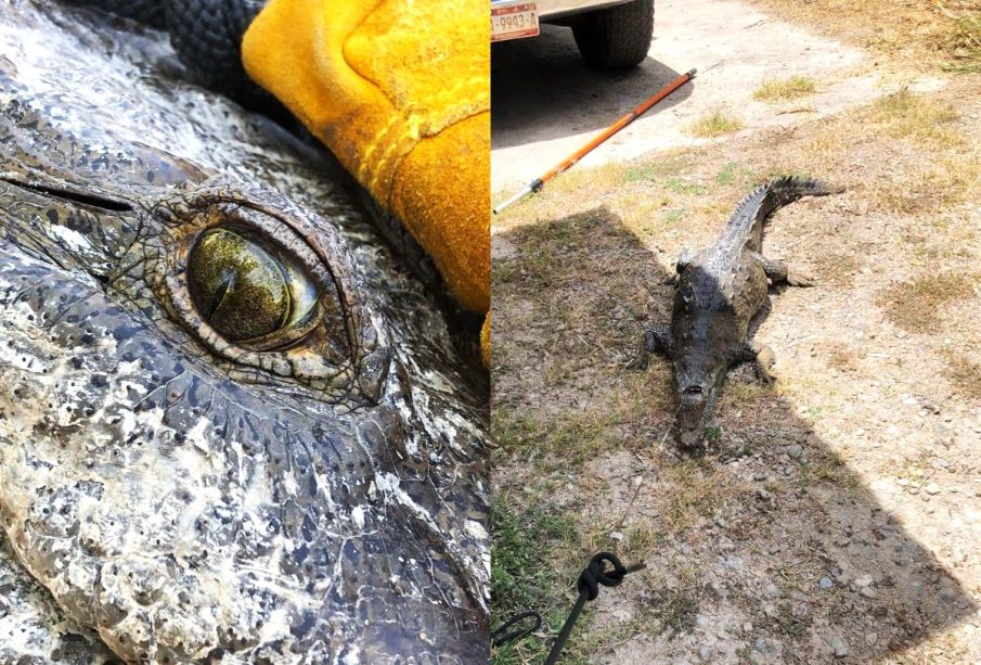 Cocodrilo es atrapado en Estero El Salado