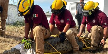 Cocodrilo en Bahía de Banderas