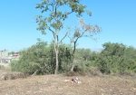 Alcalde retoma Parque Arqueológico Ambiental-Vallarta