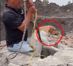 (VIDEO) Así fue el rescate de Libertad, perrita arrojada a un pozo en León, Guanajuato