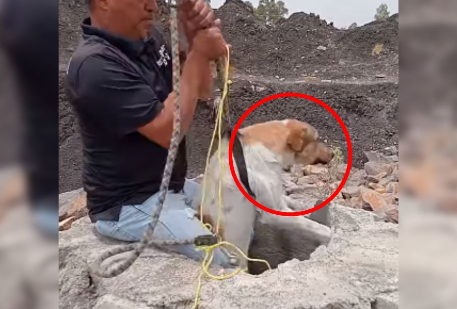 (VIDEO) Así fue el rescate de Libertad, perrita arrojada a un pozo en León, Guanajuato