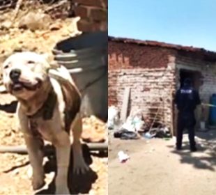 Perro Pitbull en Tuxpan, Jalisco